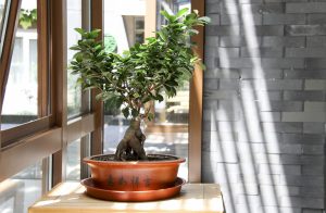 drzewko bonsai